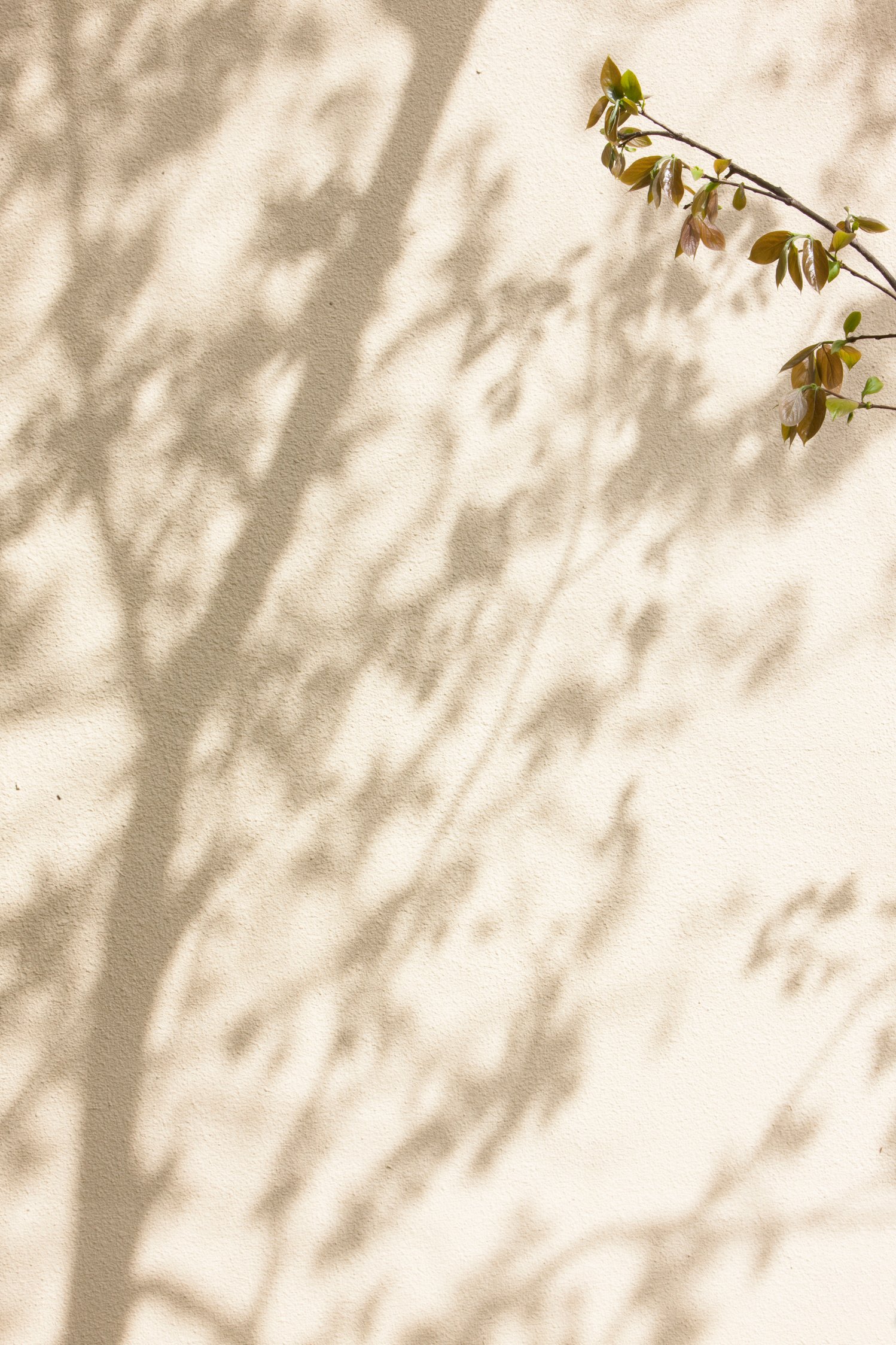 leaf, shadow